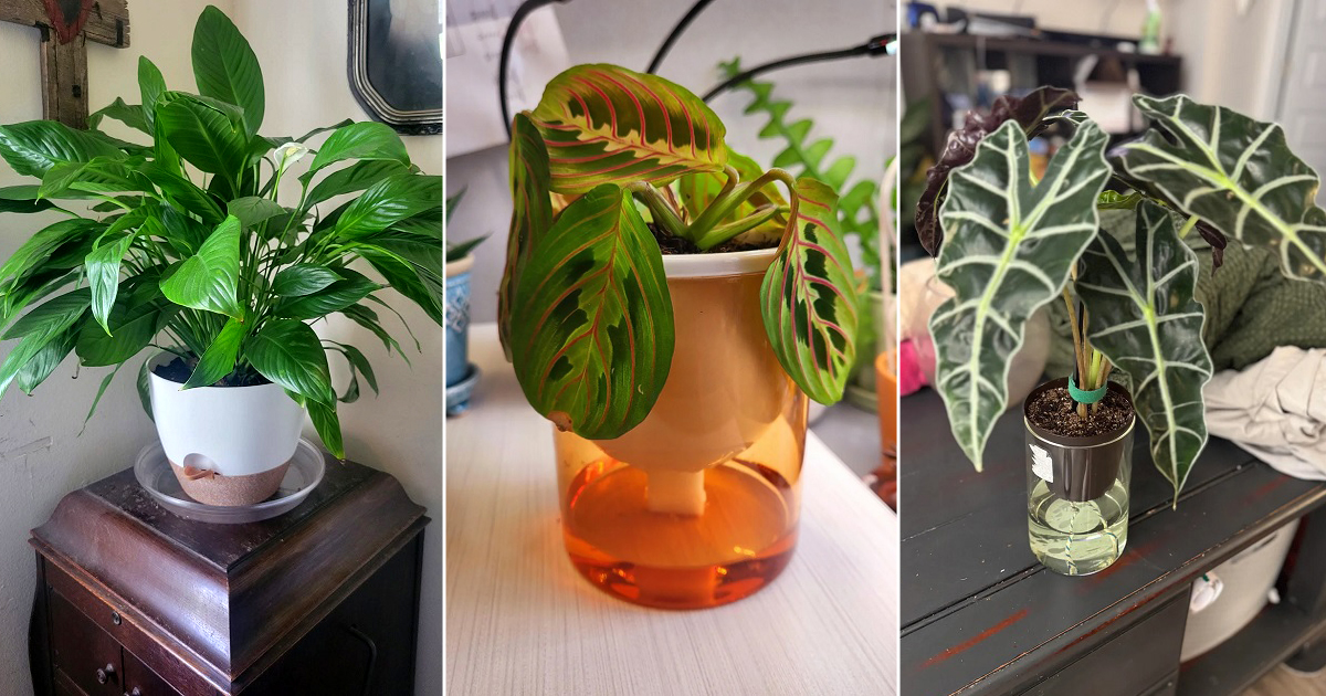 indoor plants you