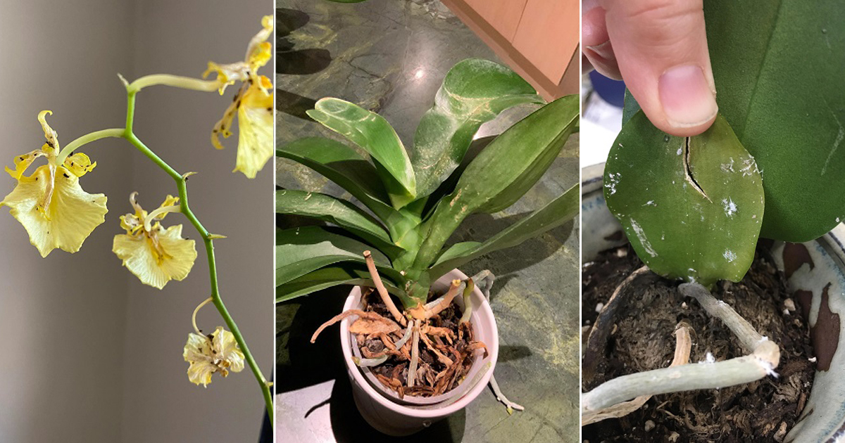 most common orchid