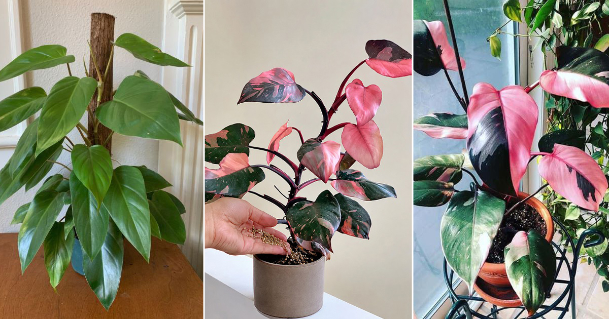 Pink Princess Philodendron Losing Pink? Avoid These 5 Things 2 pink princess philodendron