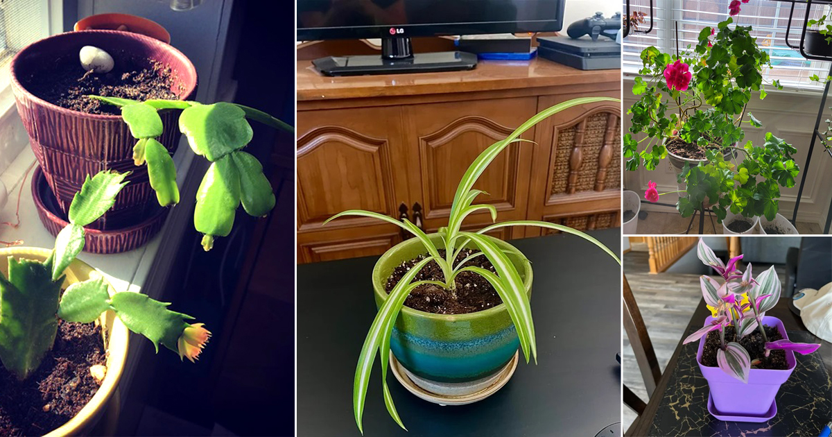 plants you can
