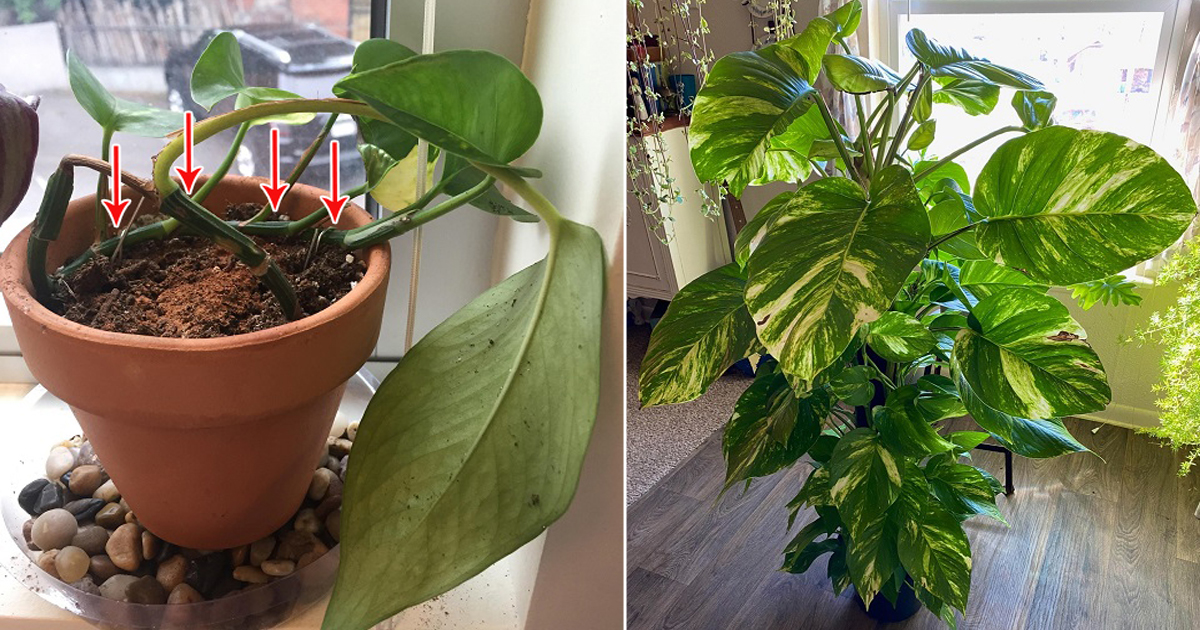 pothos not bushier