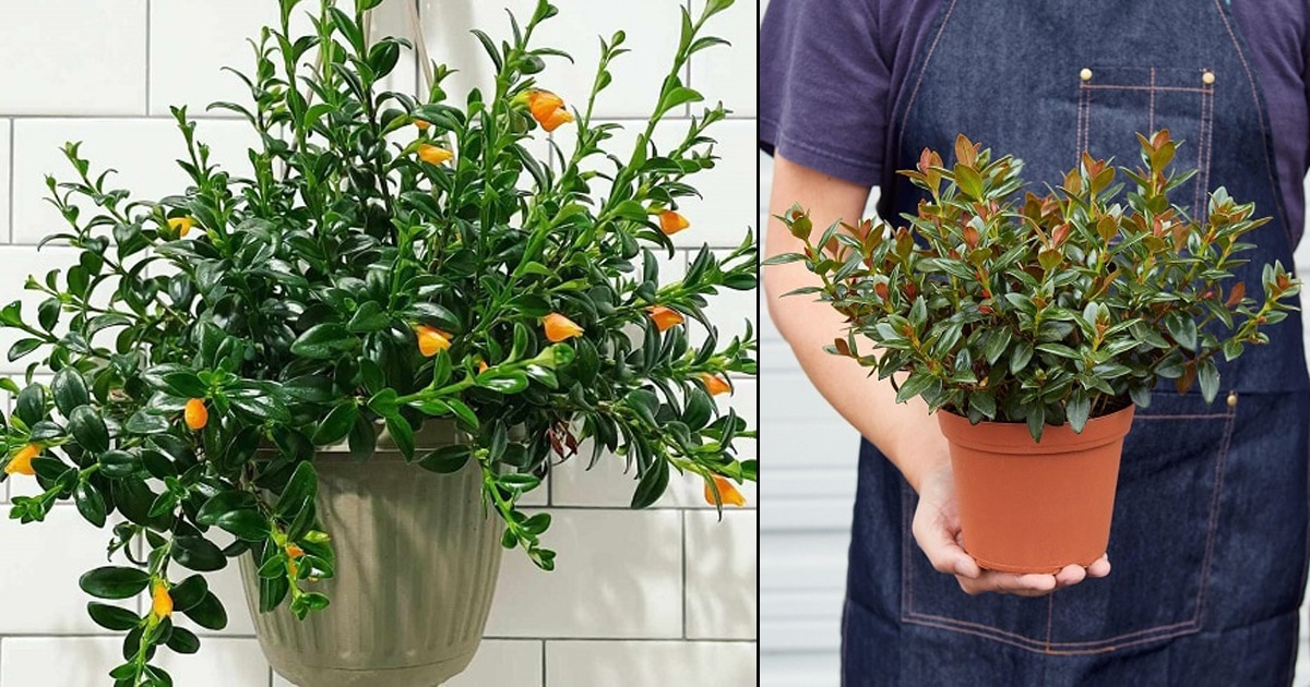 goldfish plant care