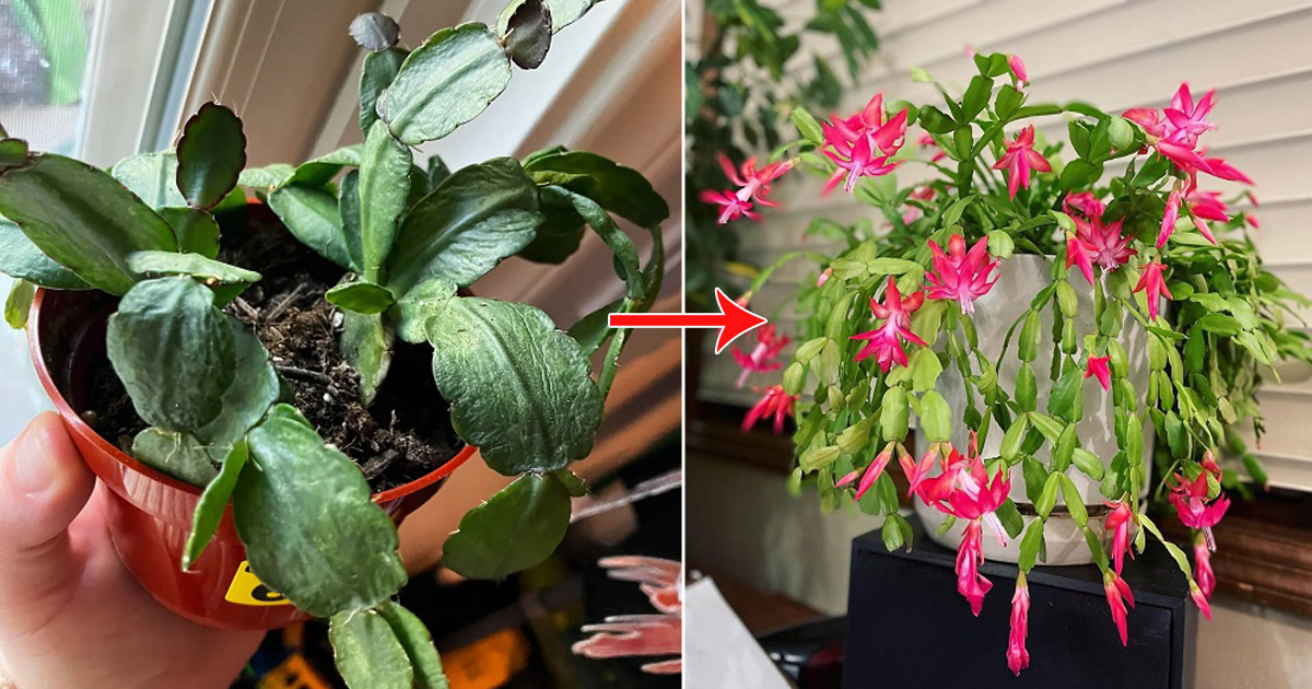 shriveled christmas cactus