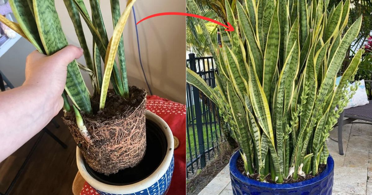 snake plant not