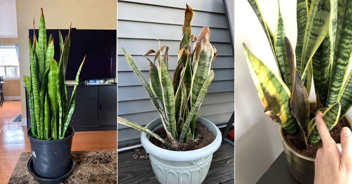snake plant brown