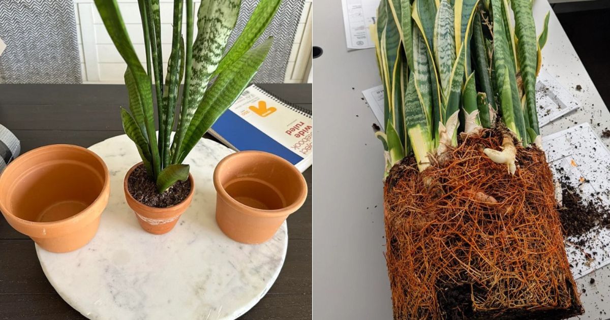repot snake plant