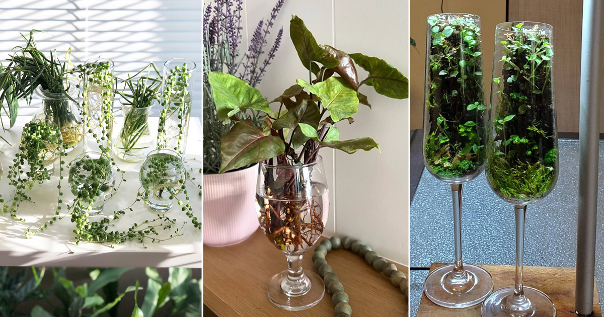 spilling plants you
