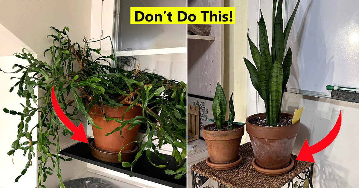 Stop Putting Saucers Under Your Planters: Here’s Why 9 stop putting saucers