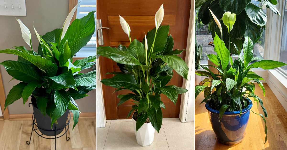 The Best Tricks To Grow Tall Peace Lilies 3 best tricks grow