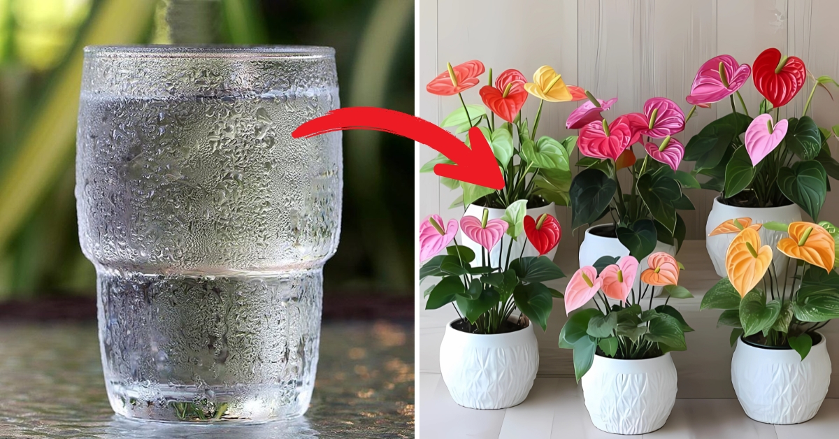 watering anthurium cold
