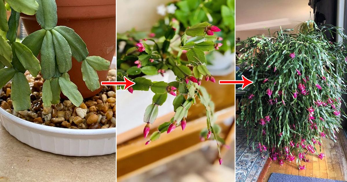 things christmas cactus