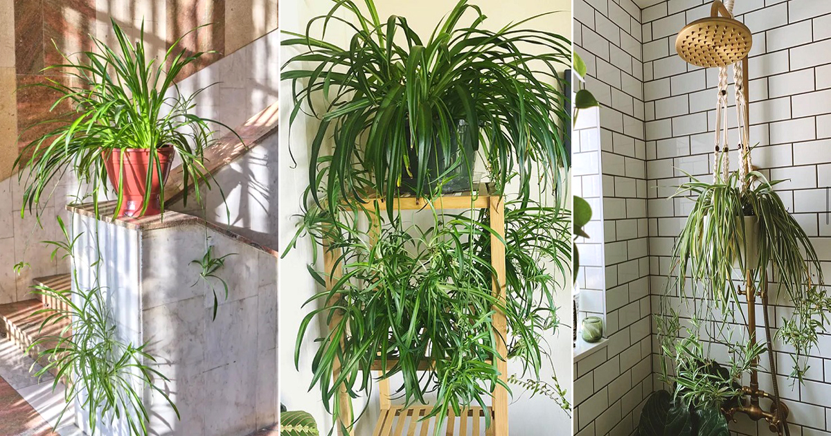 keep spider plant