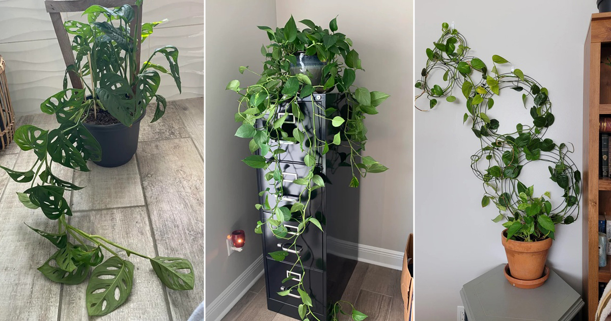 indoor vines look