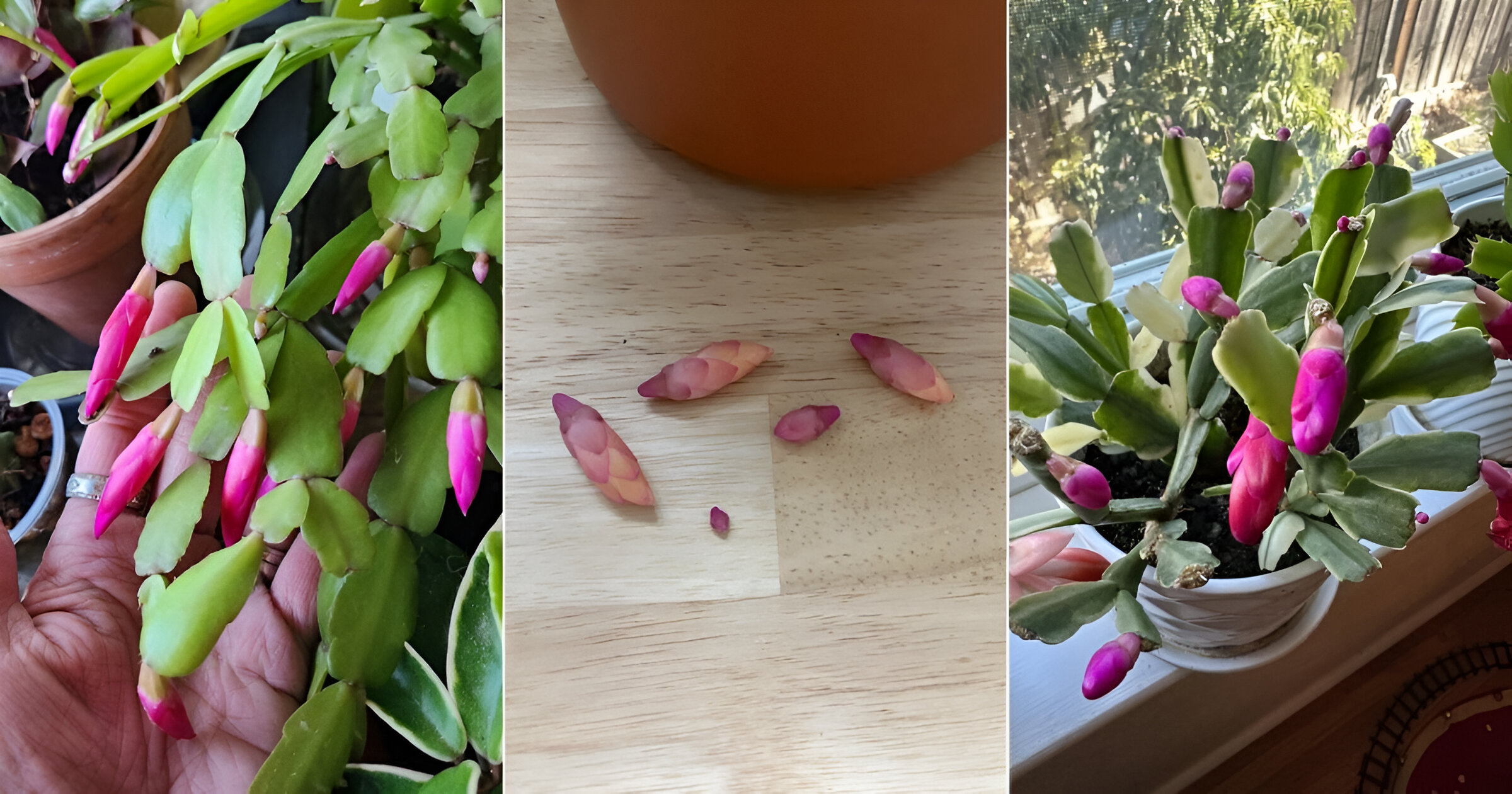 christmas cactus dropping