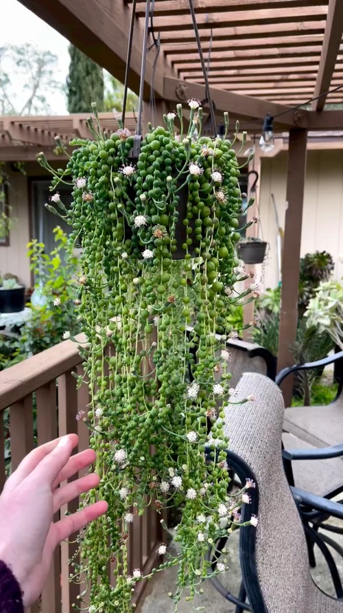 string of pearls 4.jpg