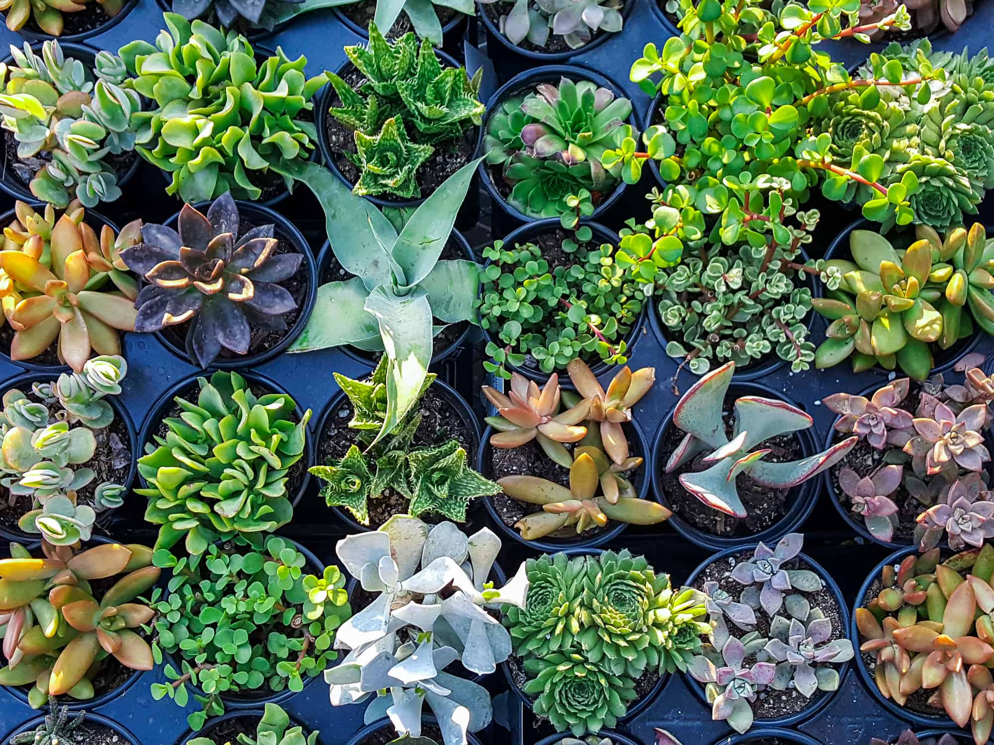 front yard desert