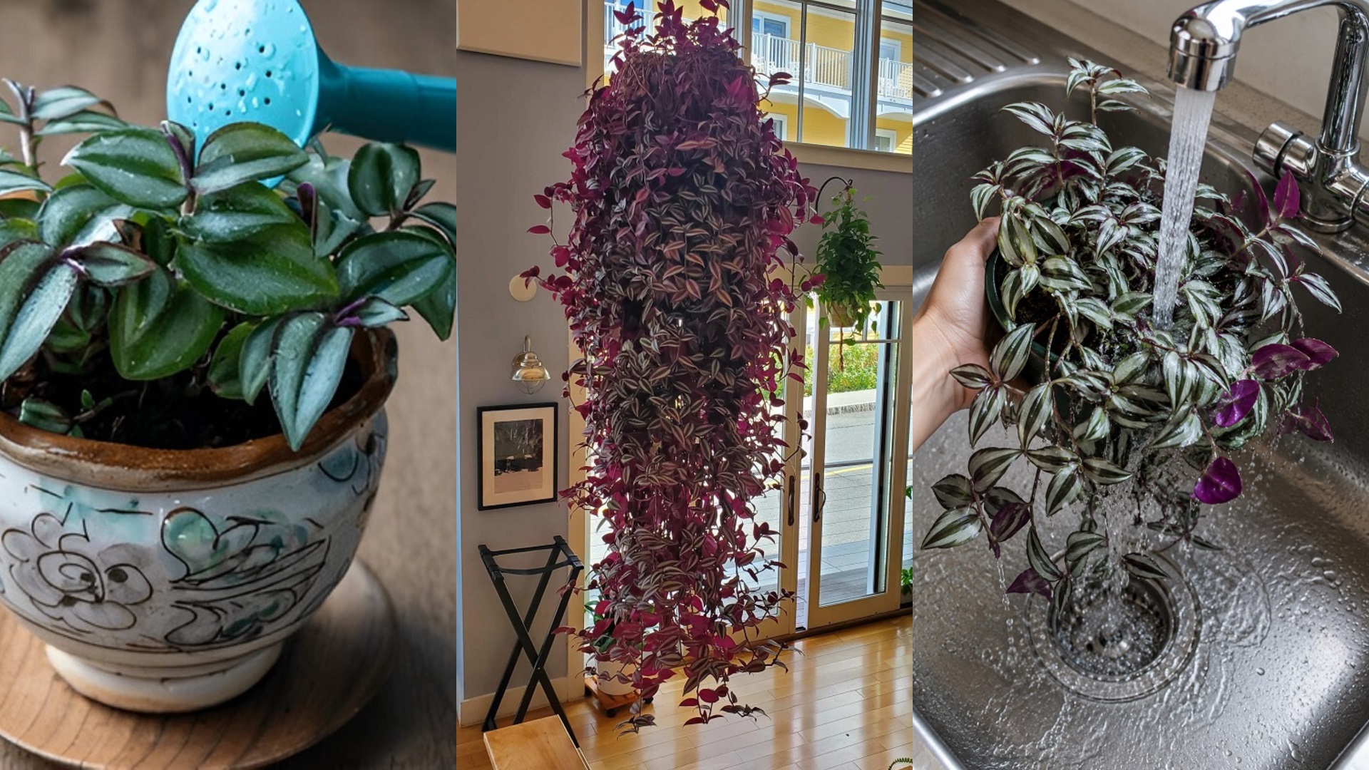 water wandering jew
