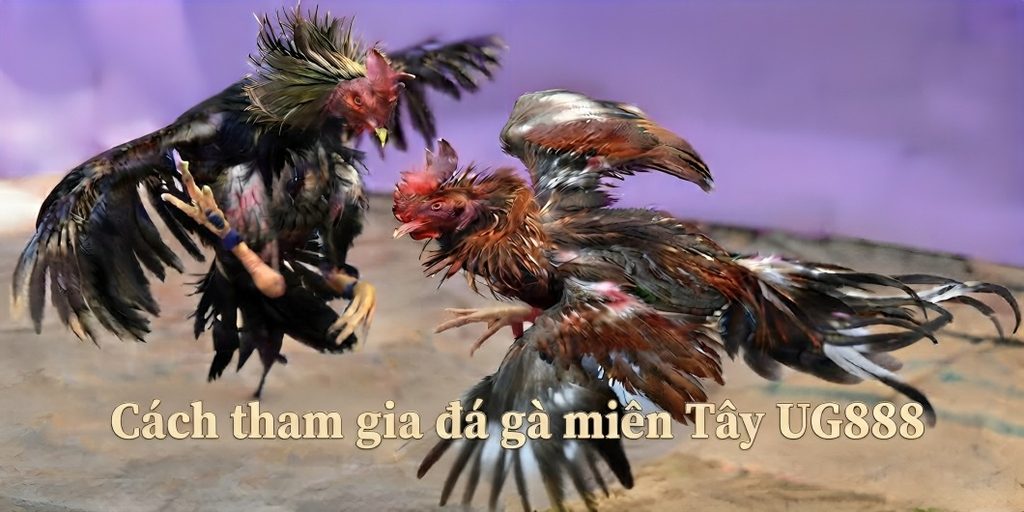 Cach tham gia da ga mien Tay UG888 1024x512.jpg