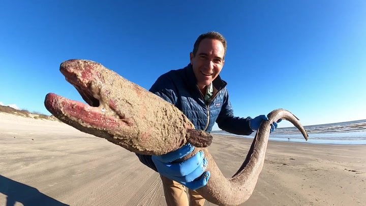rare 4foot creature